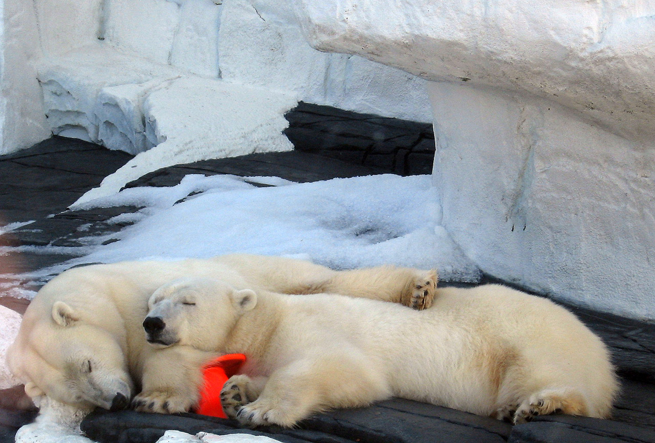 polar-bear-naptime-262912963577299wt.jpg