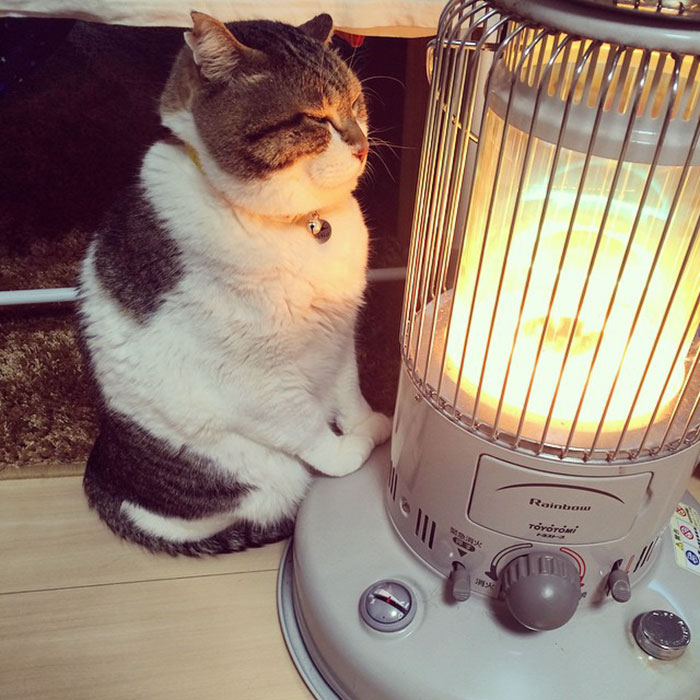 cat-heater-busao-tanryug-1-5a6af13960127__700.jpg