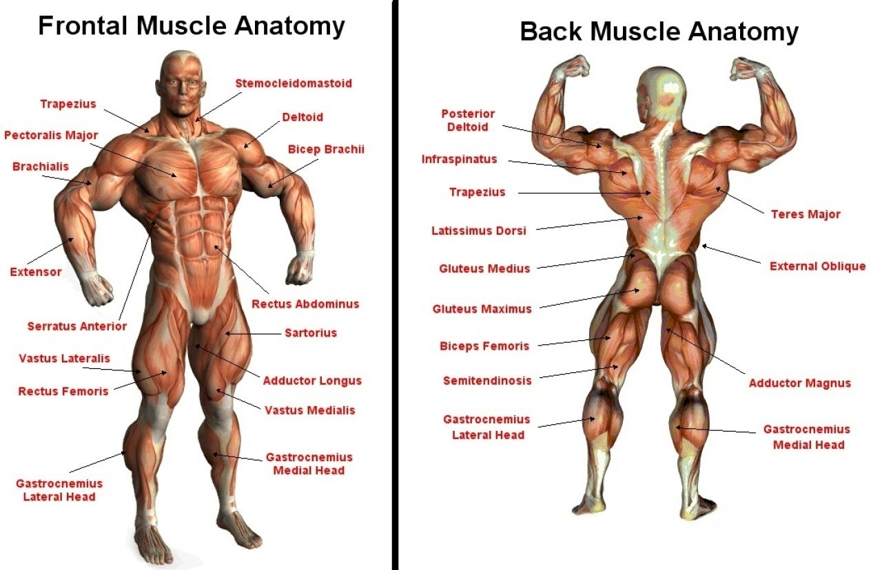 Muscular перевод. Мышцы на английском. Анатомия мышц человека бодибилдинг. Мускулатура человека для бодибилдинга. Мышцы бодибилдера с названиями.