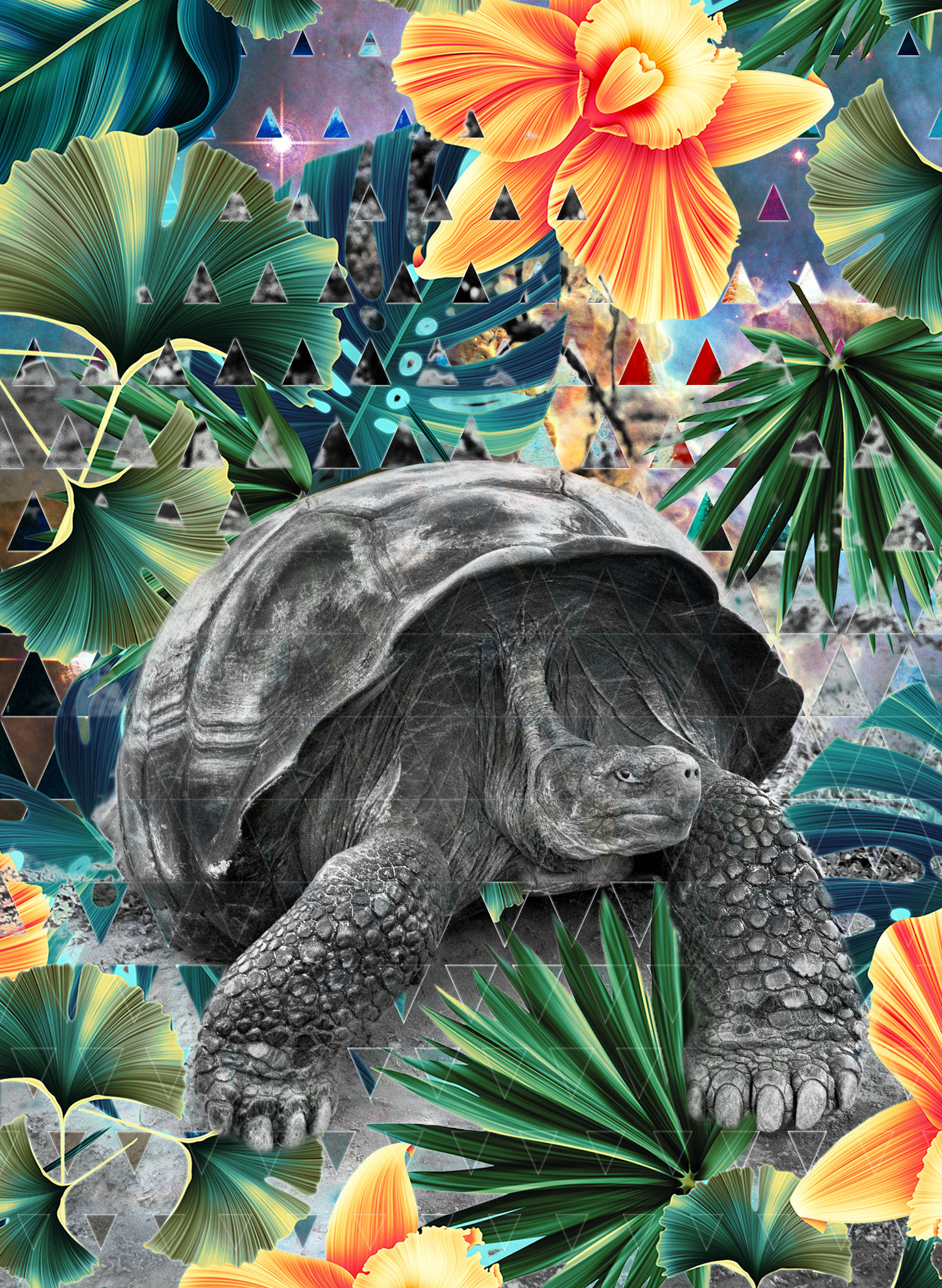 Salgado-tortoise.jpg