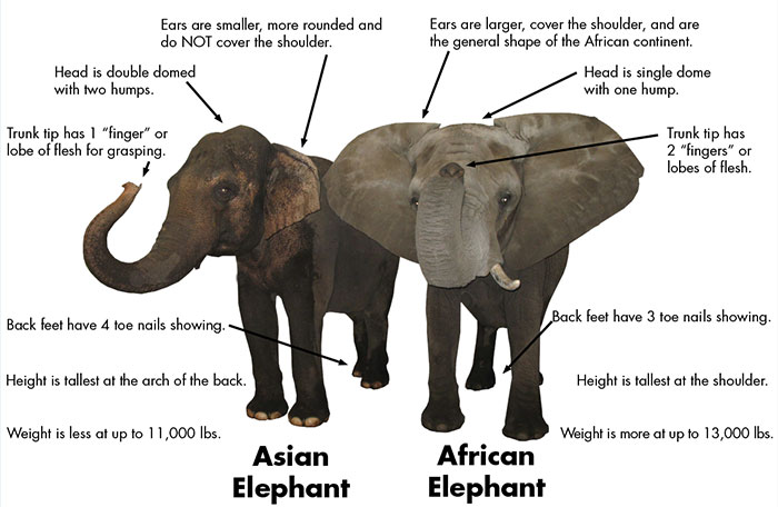 An elephant can перевод на русский. Африканские и индийские слоны. Индийский слон слон. Африканские и индийские слоны отличия. Indian and African Elephants difference.