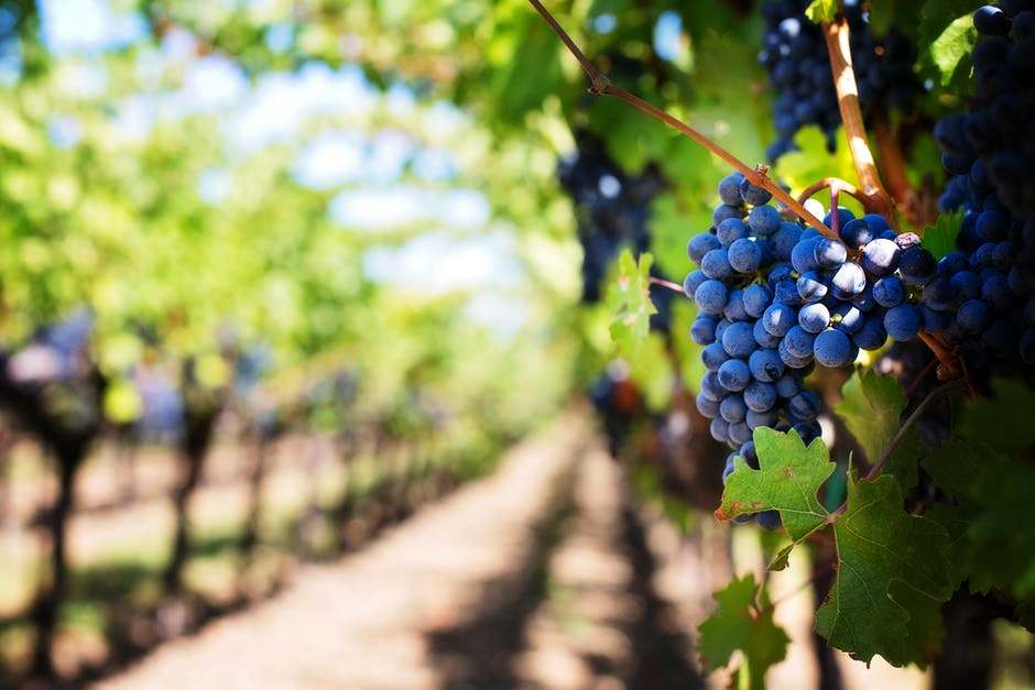 purple-grapes-vineyard-napa-valley-napa-vineyard-39511.jpeg