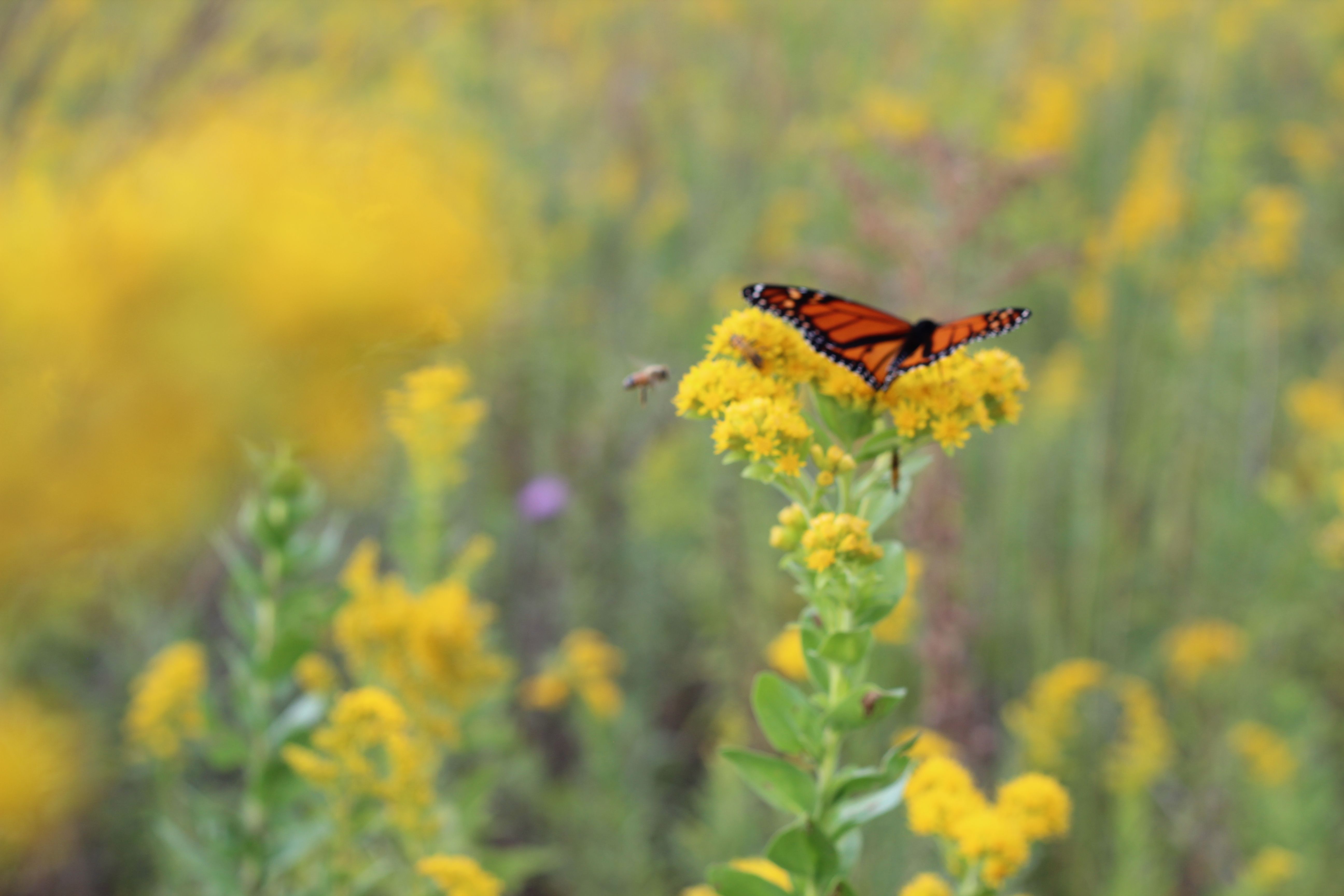 Bee & Butterfly.JPG