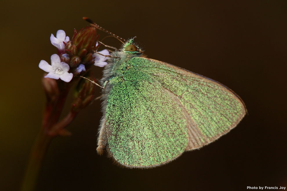 Koa-butterfly-Udari-blackburni_.jpg