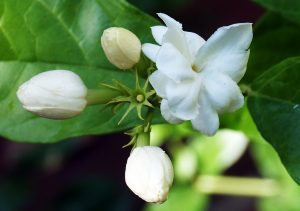 flowers-of-bangladesh.jpg