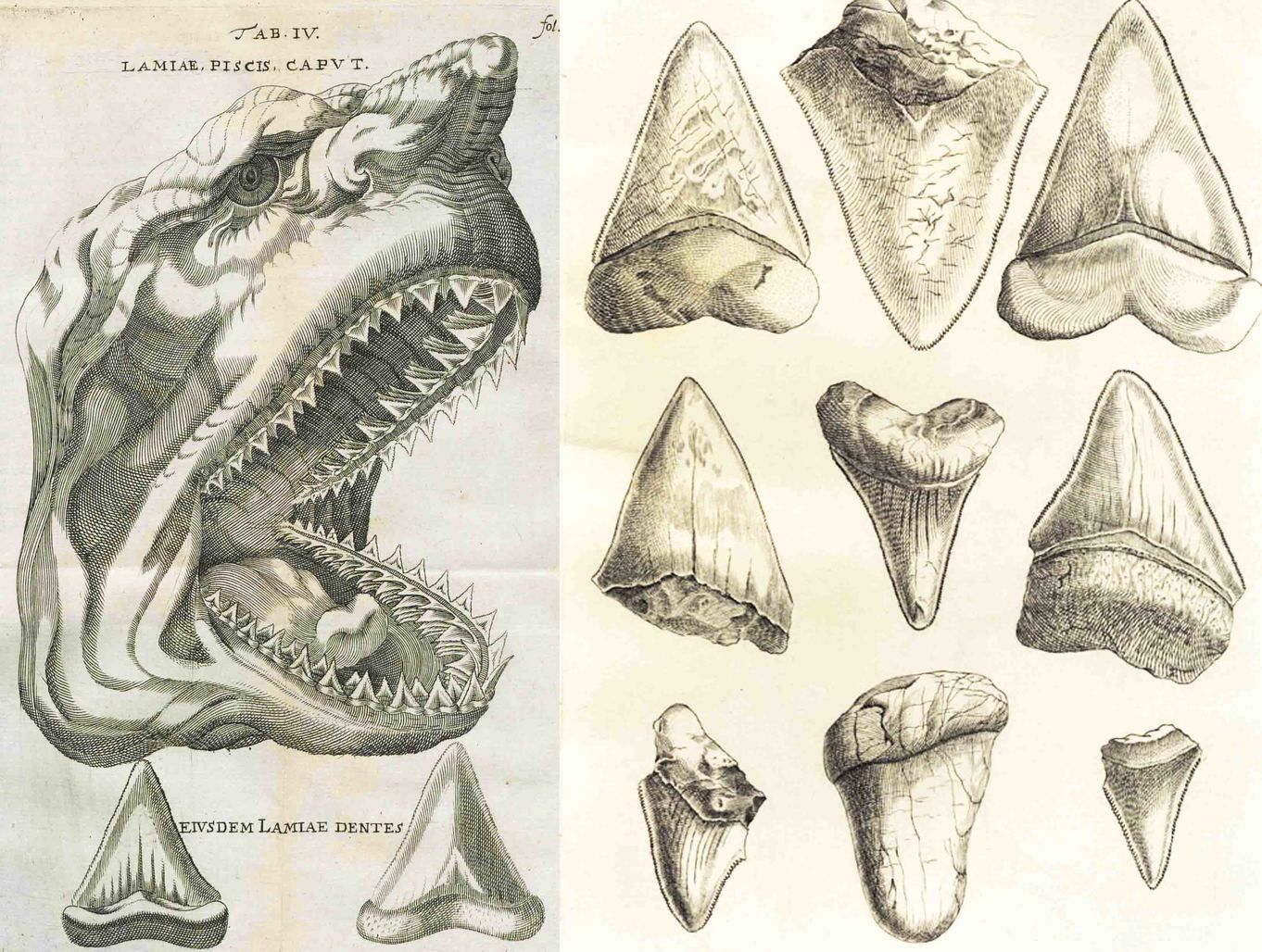 imagenes para la colorear del megalodon.jpg