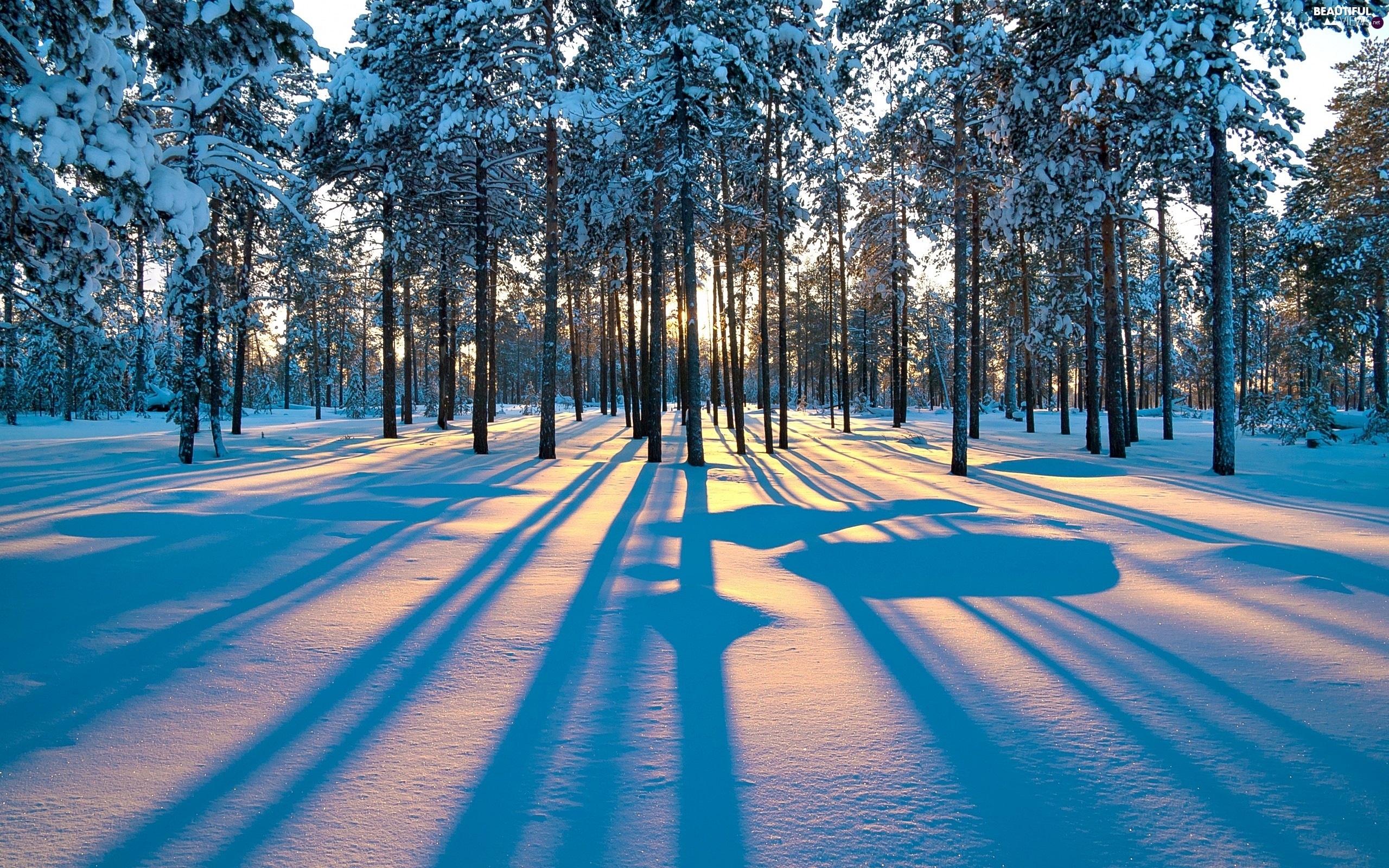 forest-sky-breaking-through-light-winter-2.jpg