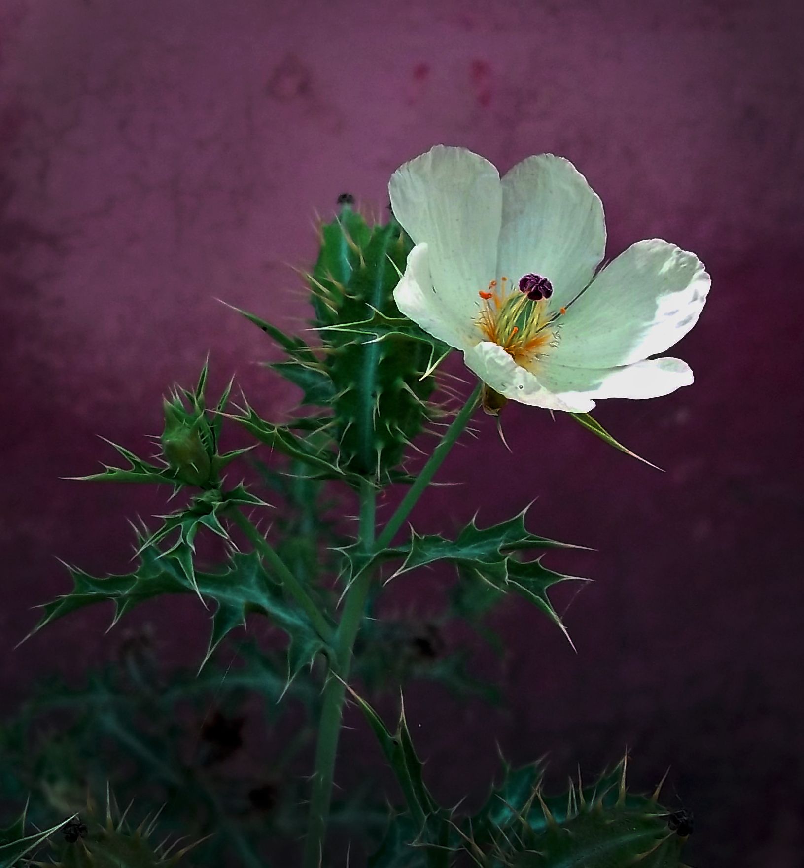 purple-white-flower.jpg