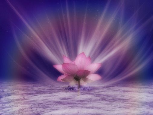 pink_lotus_rainbow_by_tigers_stock.1.jpg