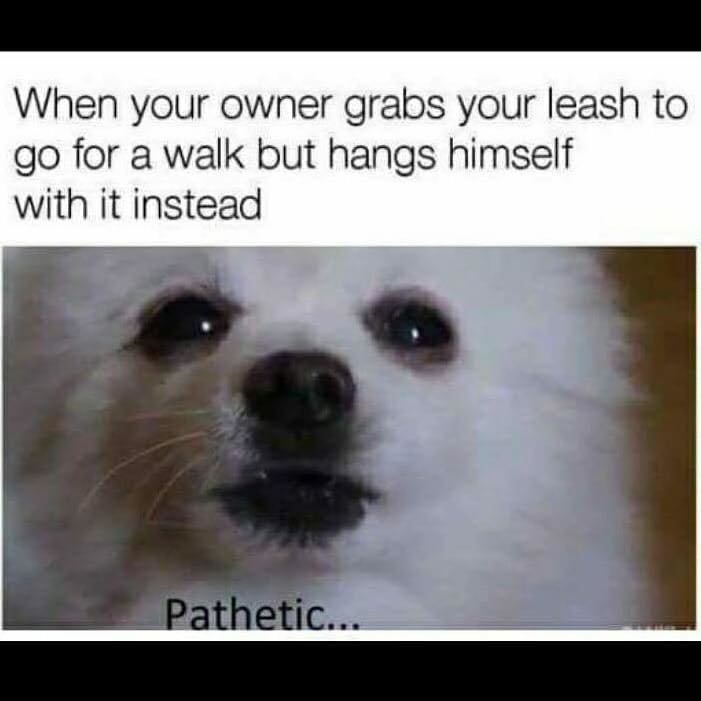 Doggo Meme Templates Amazing Doggos Of The World Funny Memes