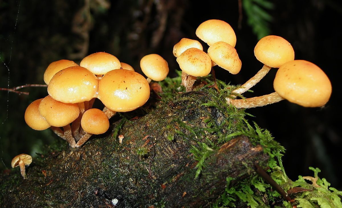 Fungi A Montezuma Falls.jpg