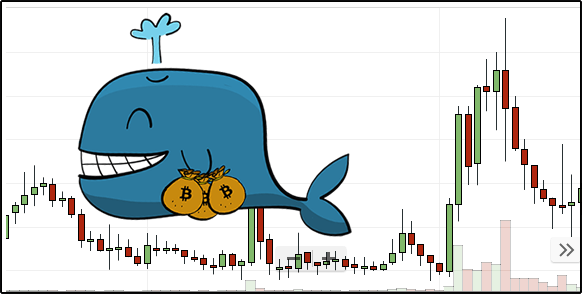 whale-watching.png
