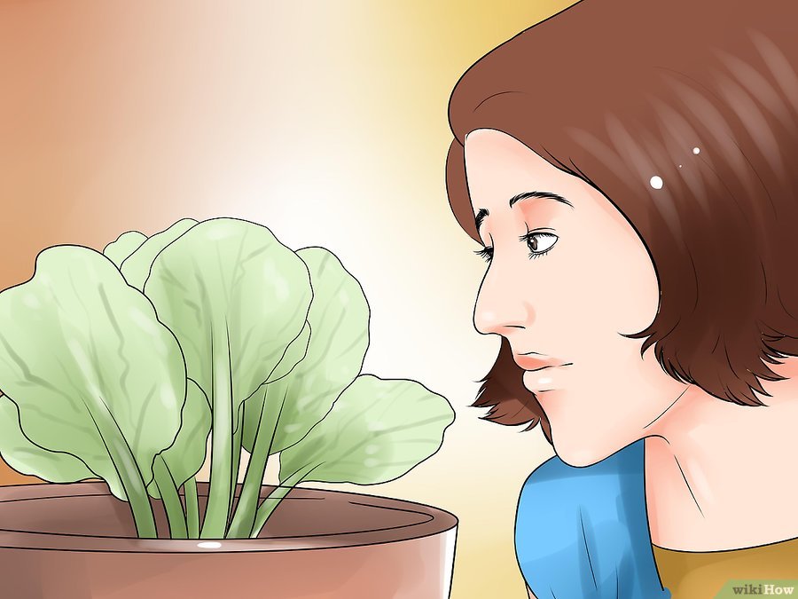 v4-900px-Choose-the-Best-Time-for-Watering-the-Garden-Step-7.jpg
