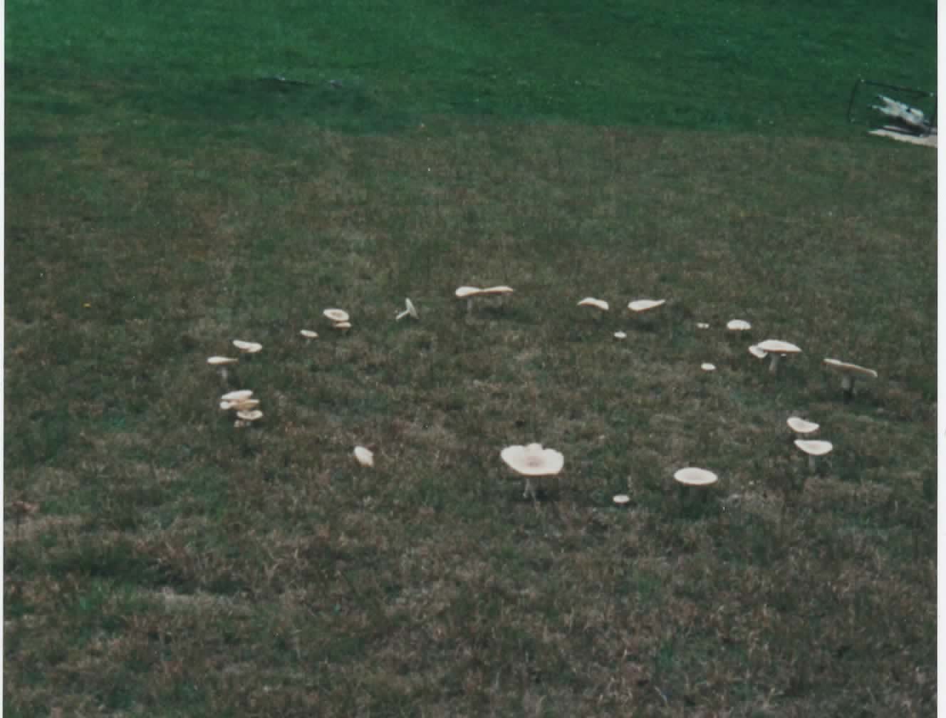 MushroomCircle 001.jpg