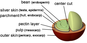 Coffee_Bean_Structure.png