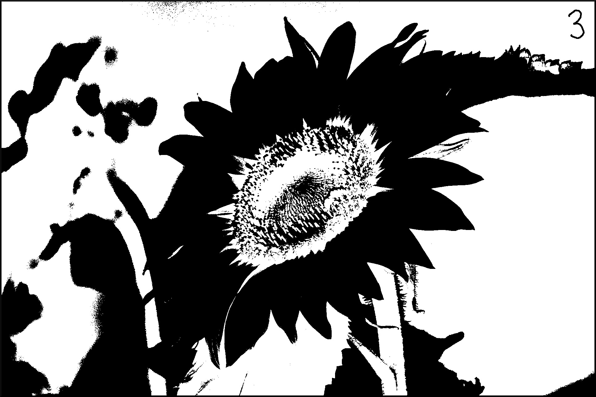 sunflower-cells-3.jpg
