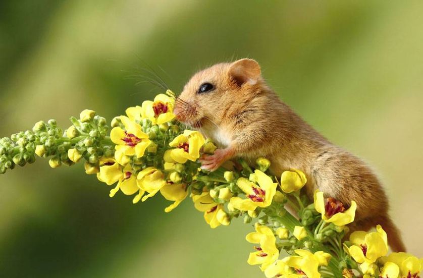 dormouse-hugging-flowers.jpg.838x0_q80.jpg