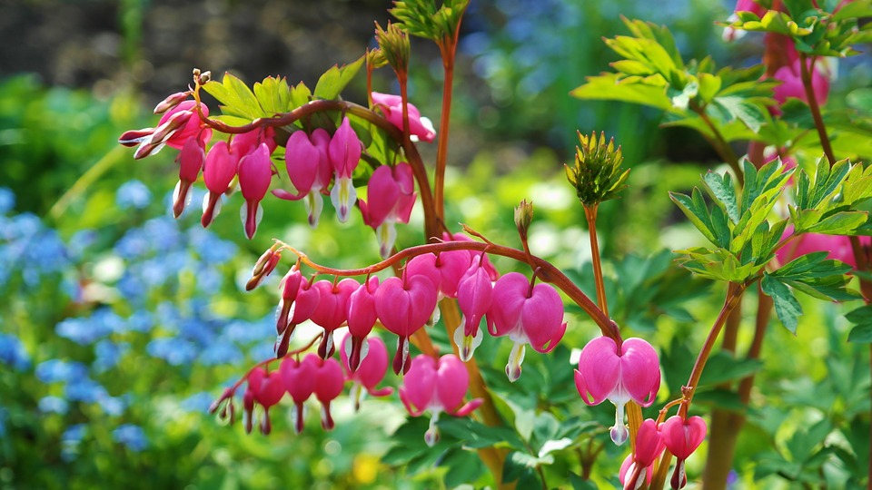 bleeding-heart-748549_960_720.jpg