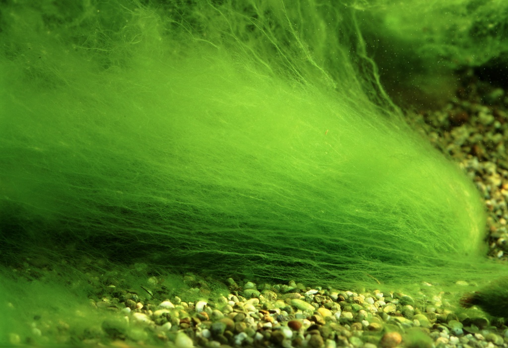 Позеленела вода в аквариуме. Нитчатые синезеленые водоросли. Зеленые водоросли Chlorophyta. Улотрикс водоросль.