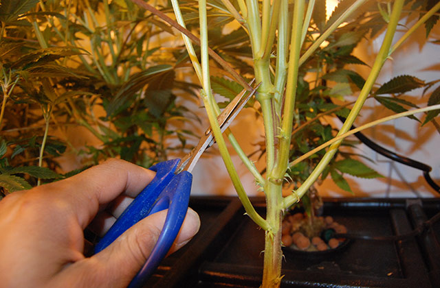 0a trimming como plantar cannabis growers brasil.jpg