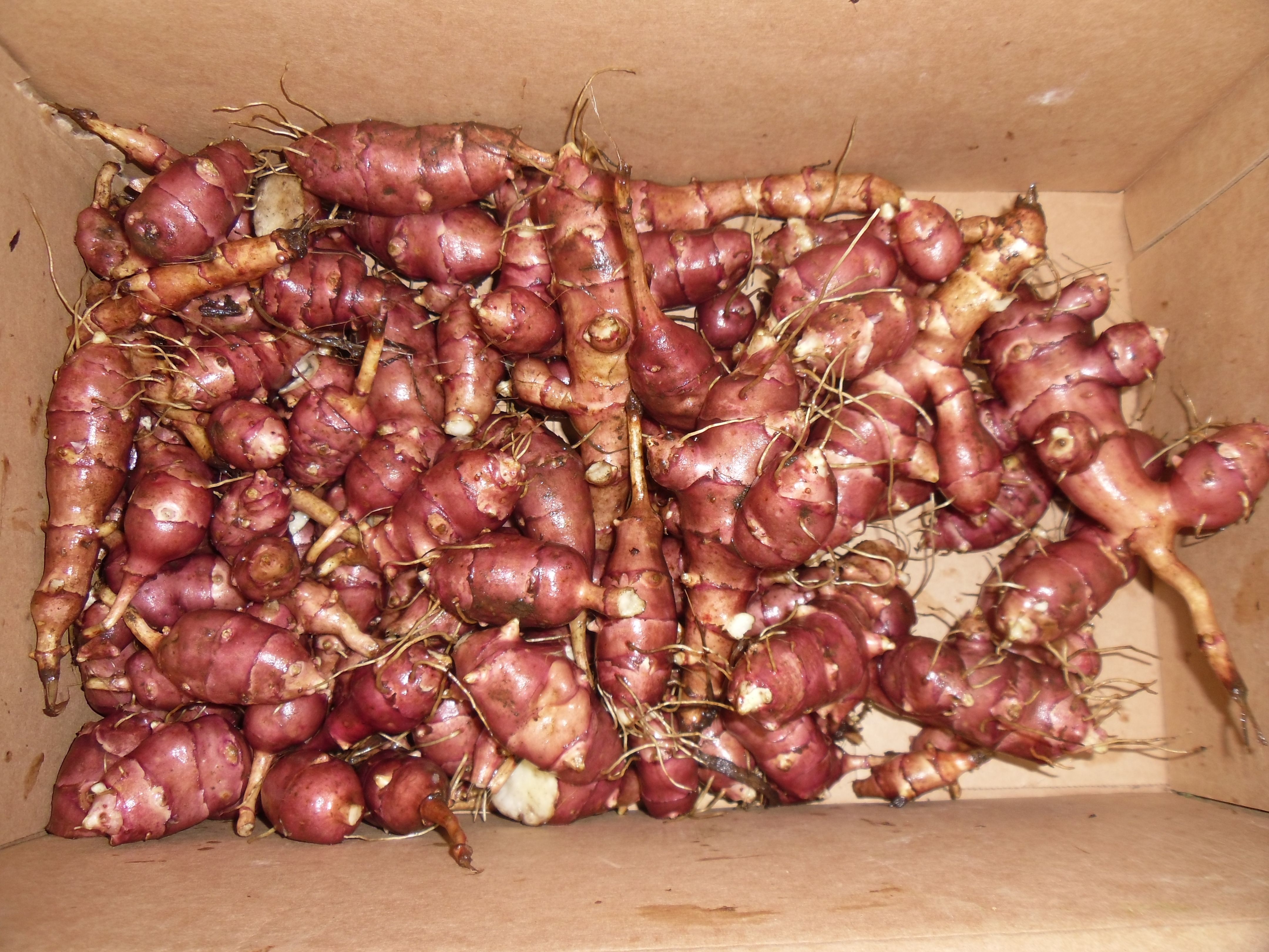 Jerusalem Artichokes.JPG