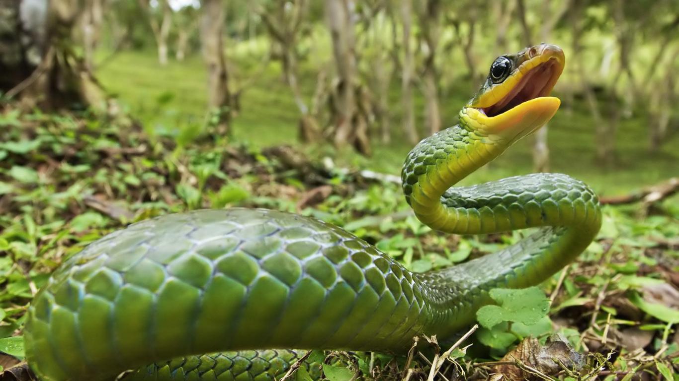 Atheris hispida — Steemit