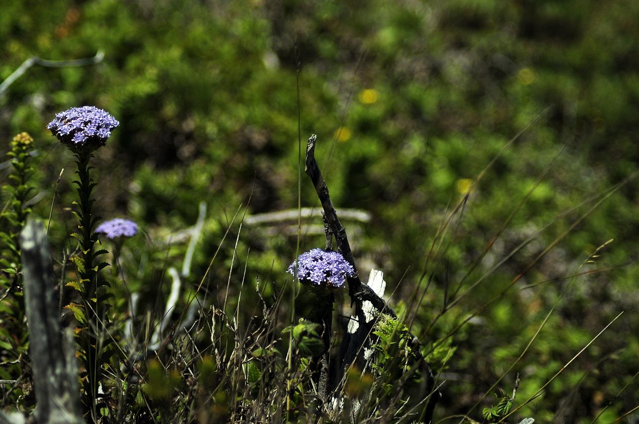 _DSC0787.JPG