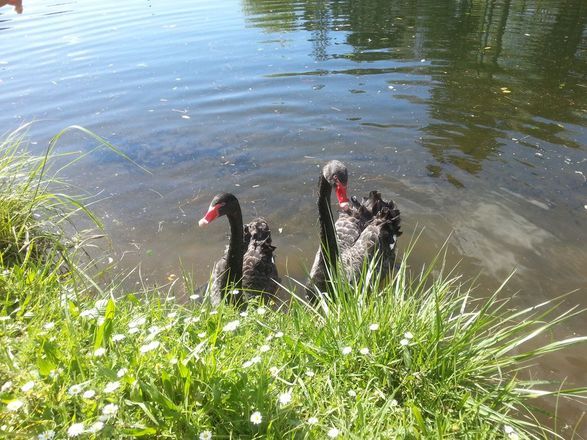 Black swans near Muruwai
