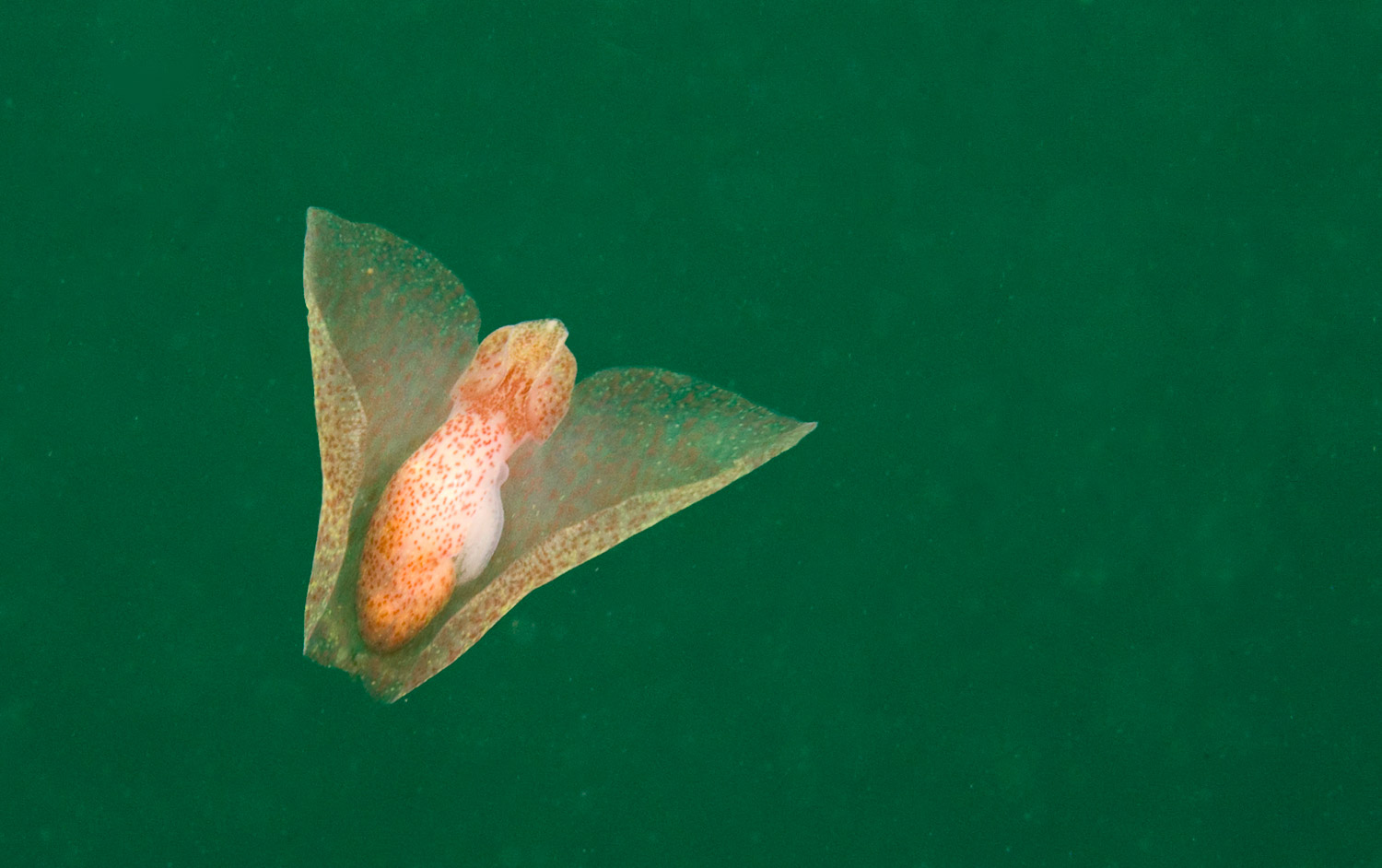 Winged Sea Slug-3.jpg