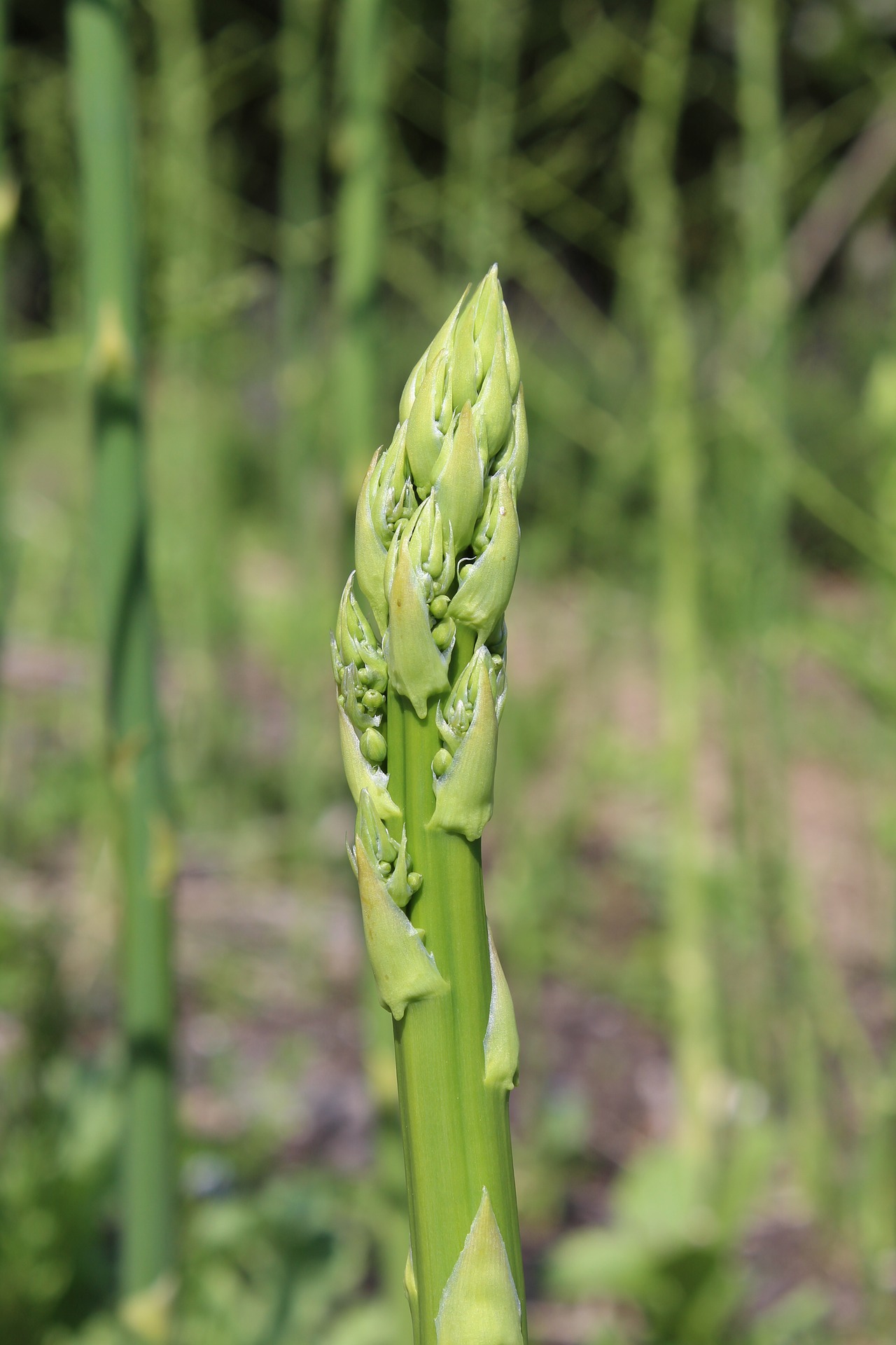 asparagus-2425267_1920.jpg
