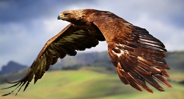 golden eagle in flight sized.jpg