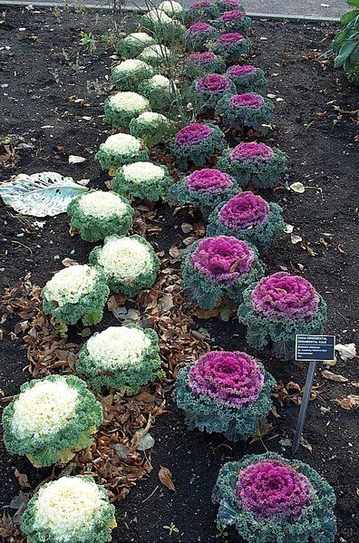 Flowering-kale.jpg