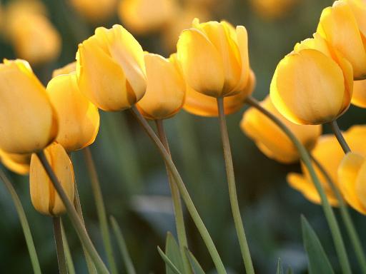 latest-yellow-color-flowers-wallpaper-screensaver.jpg