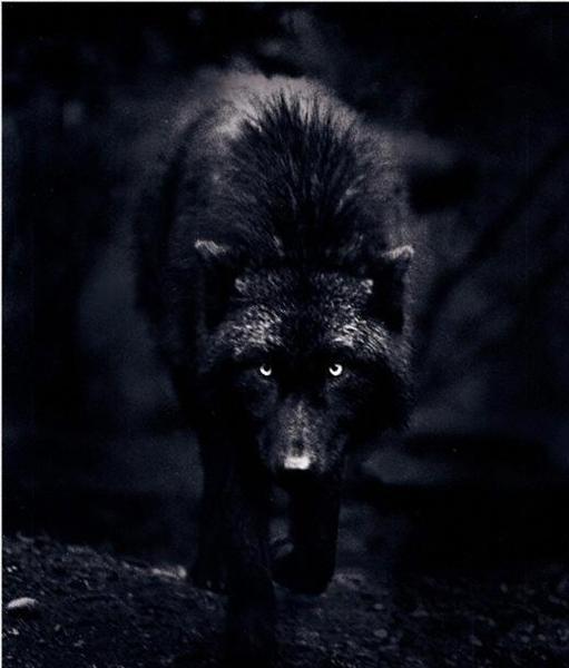 Black_wolf.jpg