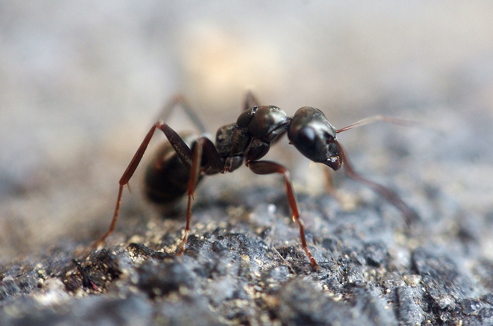 Wood-Ant-Ant-Animal-Macro-Forest-Ant-Hill-Insect-1350089.jpg