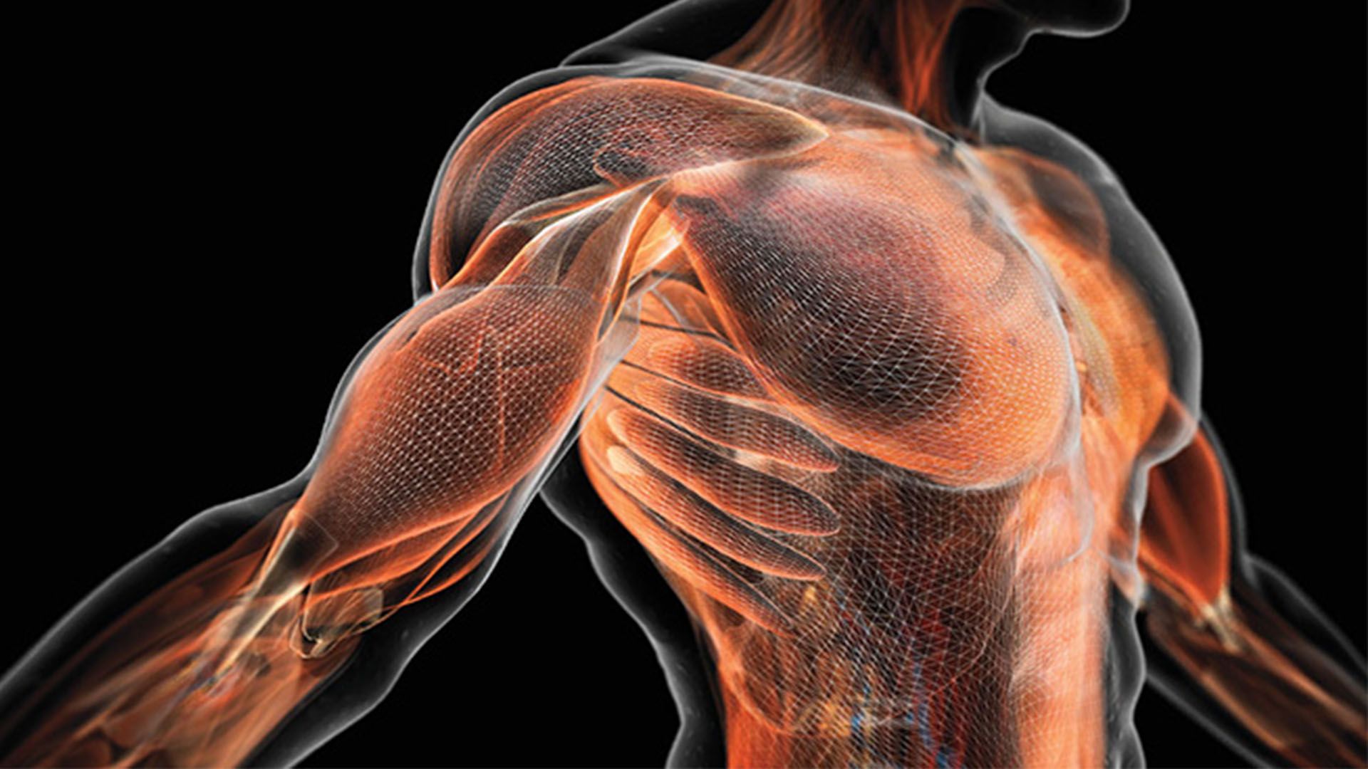Мышцы картинка. Мышцы. Тело человека. Мышечная система человека. Мышечный корсет человека.