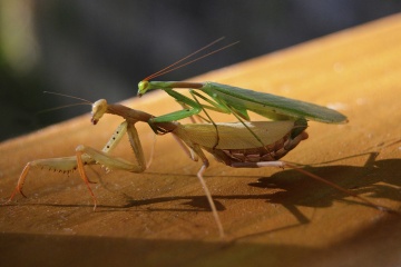 praying-mantis-mating-1.jpg