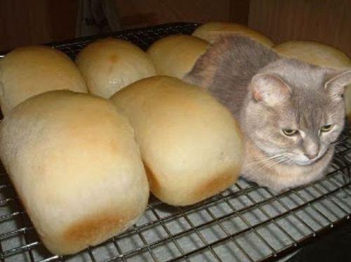 cat bread.jpg