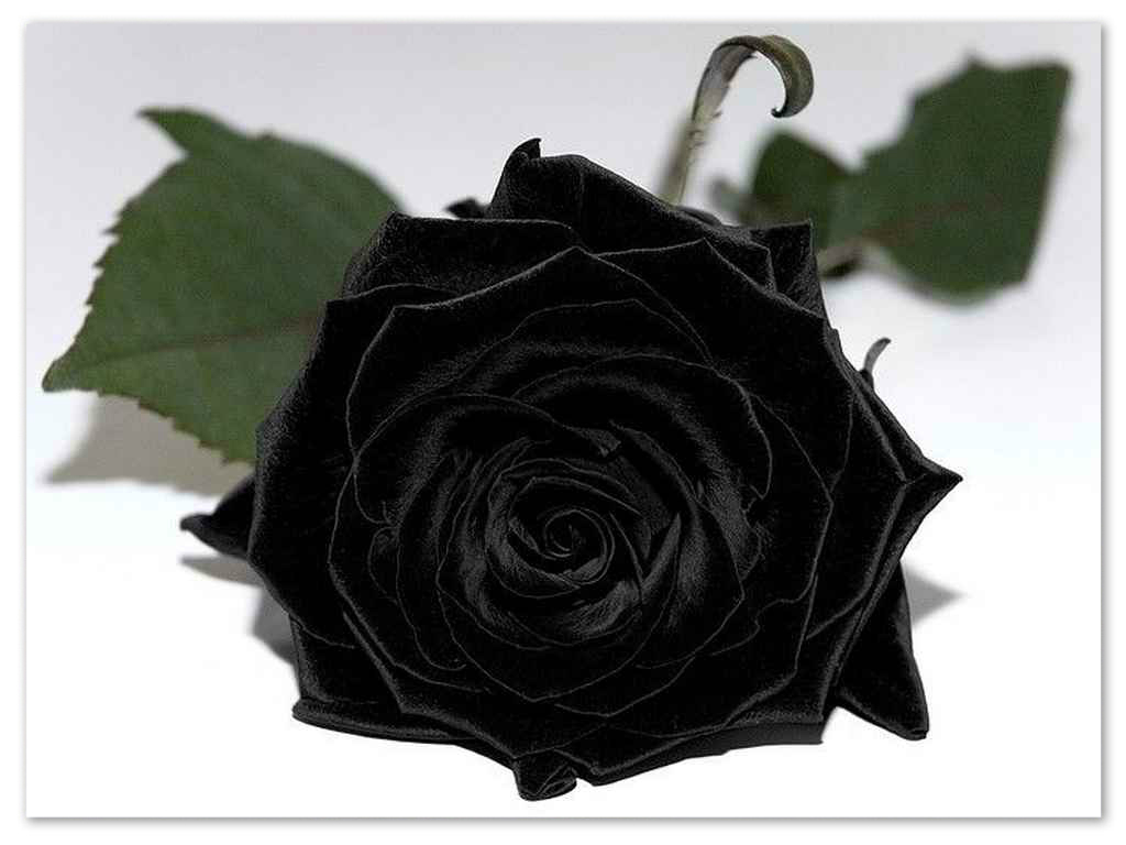 Black-rose.jpg