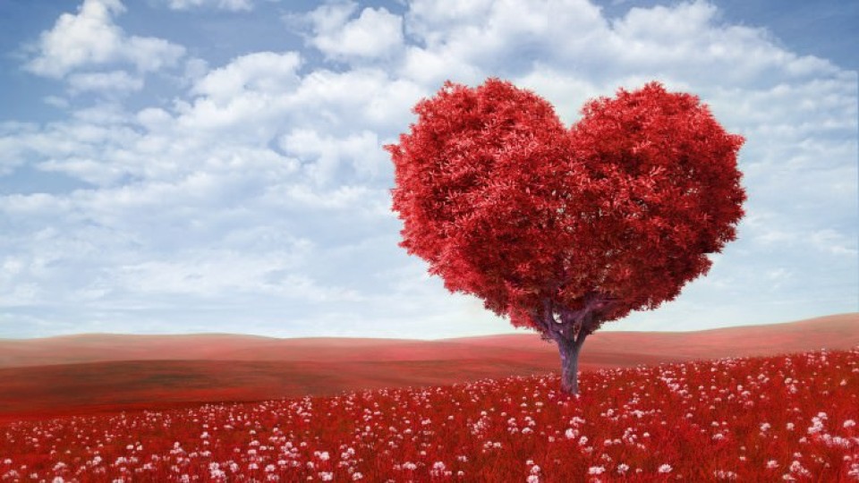 the-tree-of-love-559-960x540.jpg