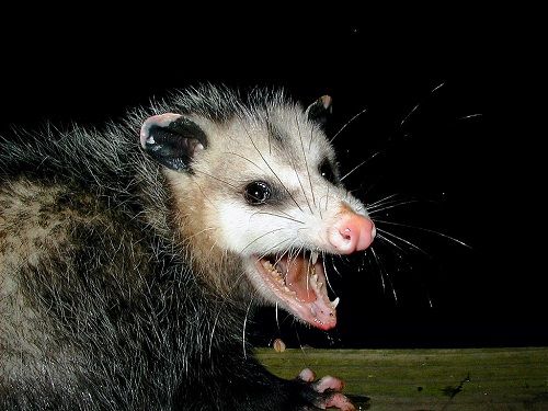 AwesomePossum-AmericanOpossum.jpg