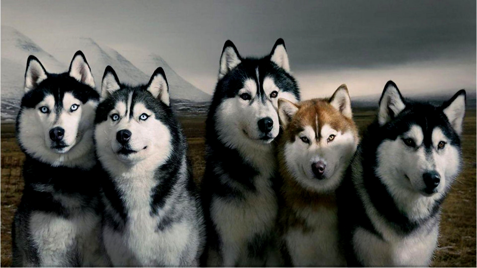 4668634-husky-dog-wallpapers.jpg