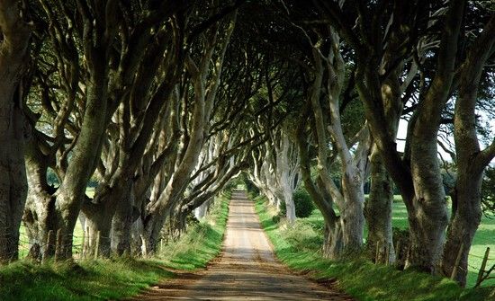 The-Dark-Hedges-Northern-Ireland.jpg