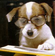 even dog study.jpg