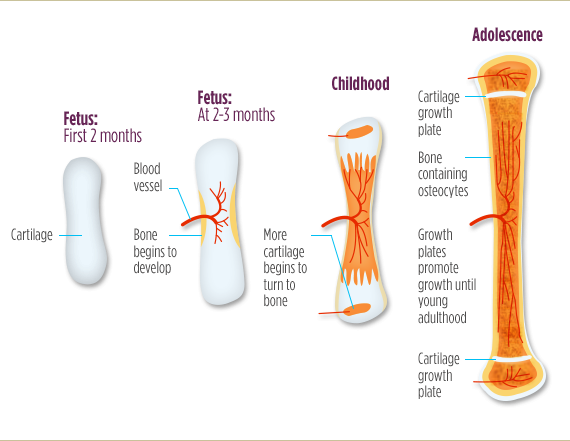 Factors affecting bone growth — Steemkr