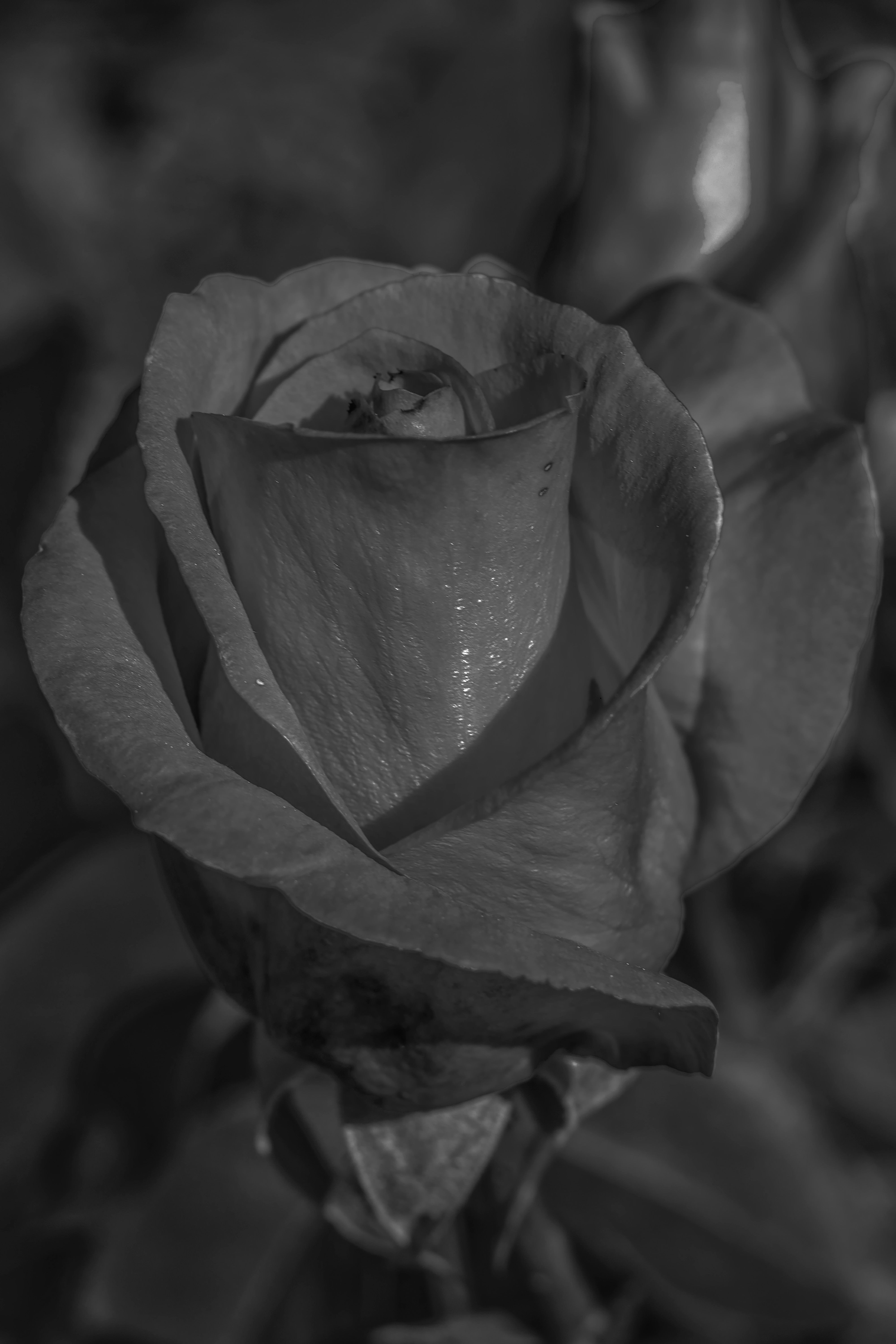 DSC_0068.jpg