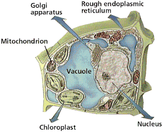 PlantCelldiagr.gif