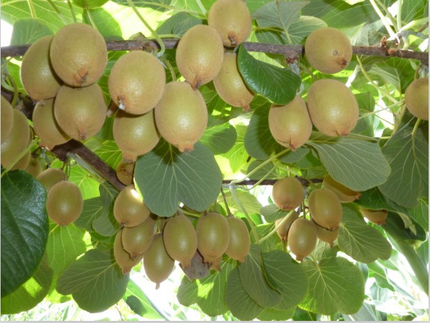 Tailandia-Mini-Delicioso-Kiwi-Kiwi-300-unids-Plantas-Bonsai-Peque-o-Jard-n-semillas-de-rboles.jpg