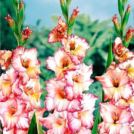 gladiolus-flowers.jpg