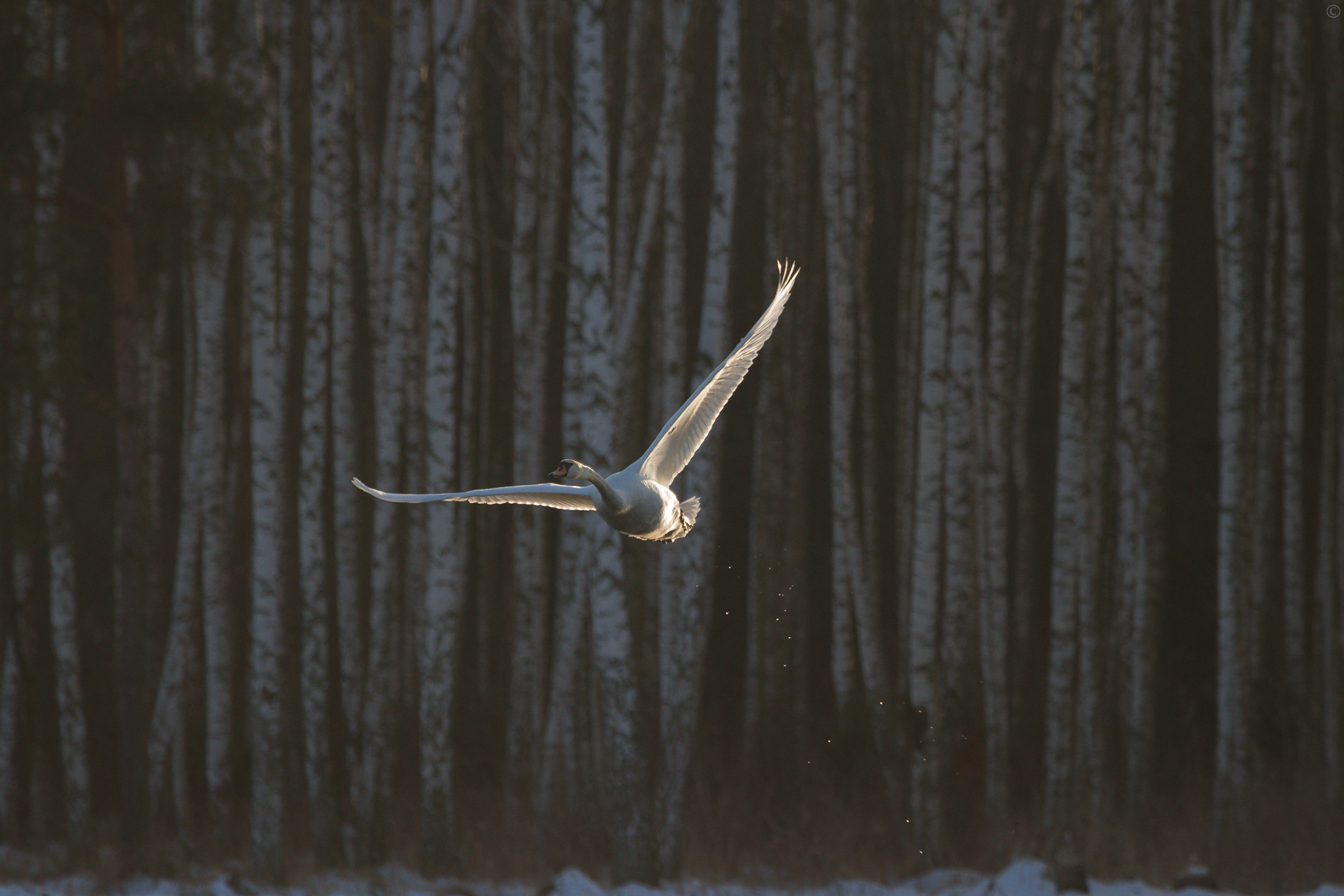 Mute swan.jpg